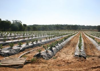 IU presenta una denuncia ante la Comisión Europea pidiendo a Bruselas que proteja Doñana del “atentado medioambiental” que pretende aprobar la Junta de Andalucía