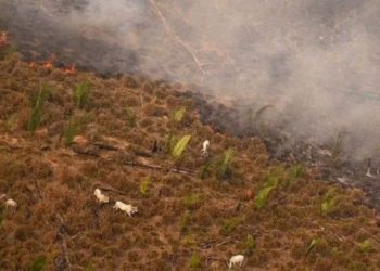 Reportan la mayor pérdida de selva amazónica en Brasil en 2021