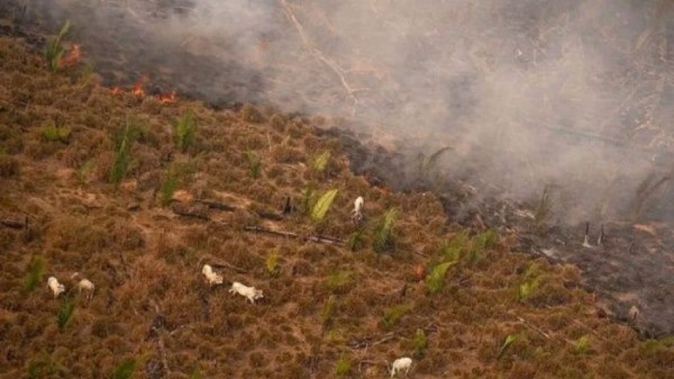 Reportan la mayor pérdida de selva amazónica en Brasil en 2021