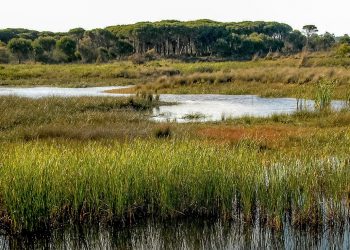 Podemos y Alianza Verde proponen a PSOE y Sumar una ley para blindar Doñana y reconocer su personalidad jurídica