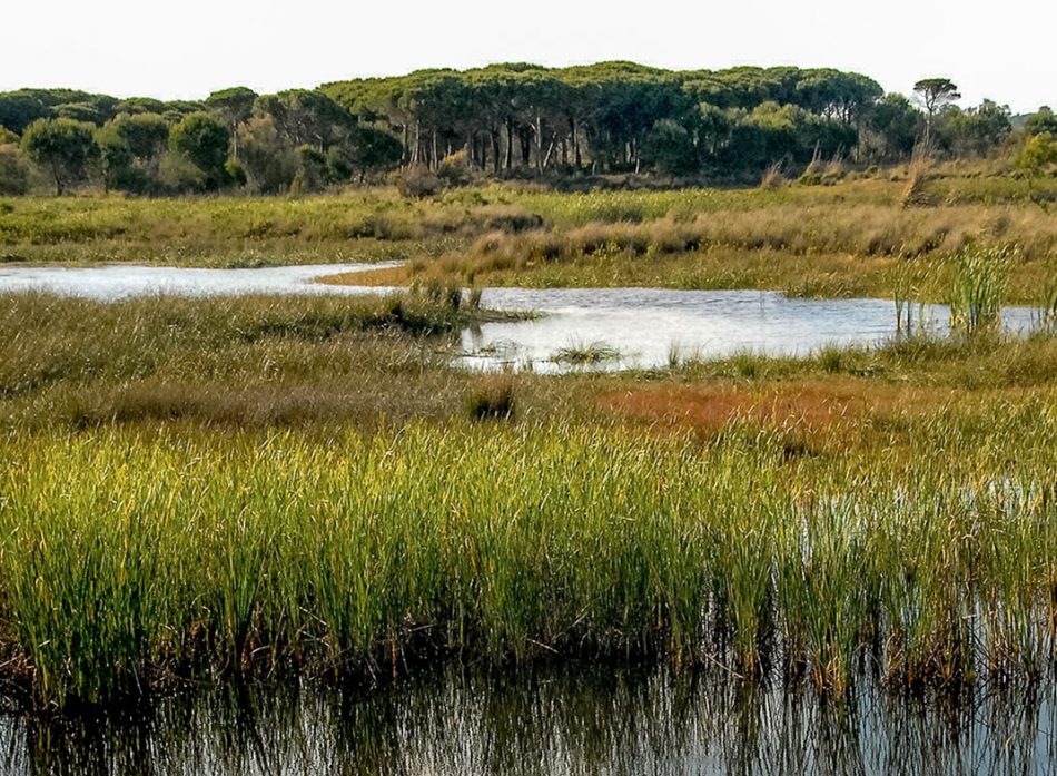 La Comisión Europea da la razón a Verdes EQUO y advierte contra el aumento de regadíos en Doñana
