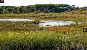 Verdes EQUO Más País piden al Congreso que ejerza sus funciones de protección de Doñana y facilite las actuaciones contra las captaciones ilegales de agua