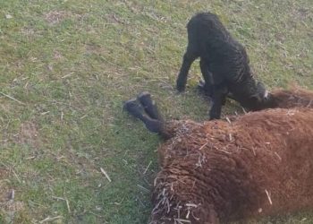 Ganadero recibe mensajes y notas de voz amenazantes después de ahorcarle una oveja, desnucarle otra y quemarle una finca en Colmenar Viejo (Madrid)