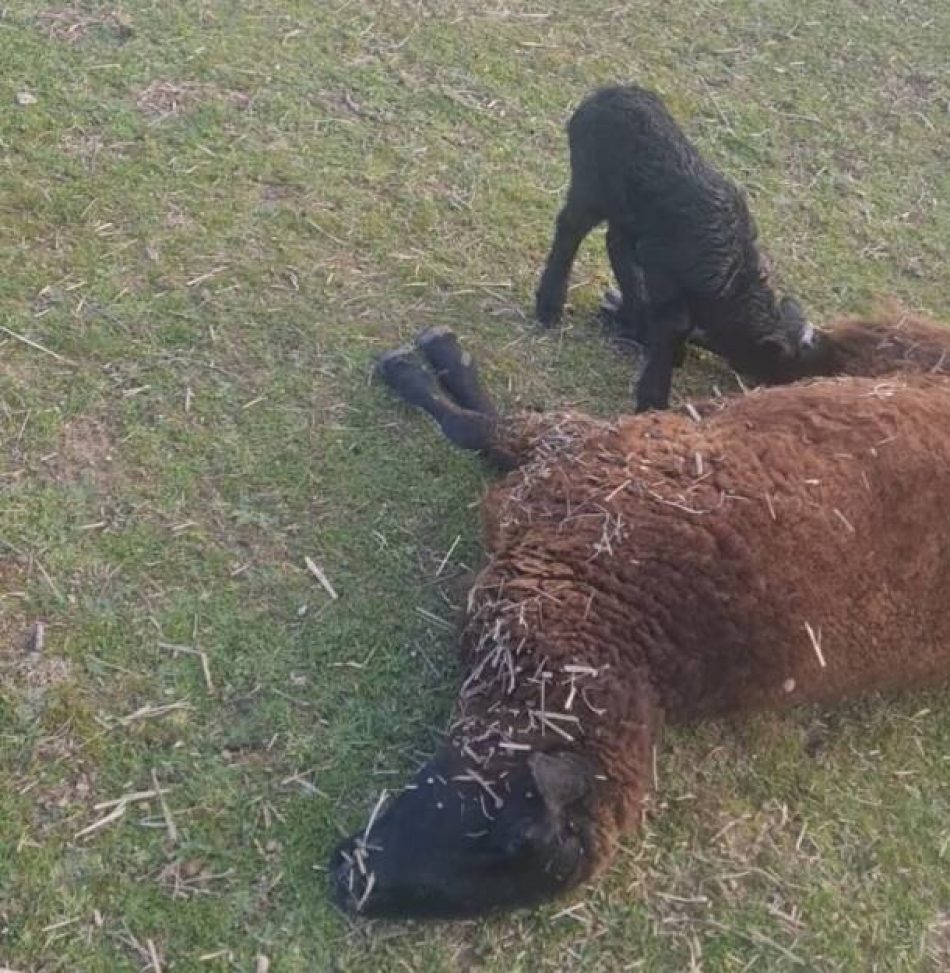 Ganadero recibe mensajes y notas de voz amenazantes después de ahorcarle una oveja, desnucarle otra y quemarle una finca en Colmenar Viejo (Madrid)