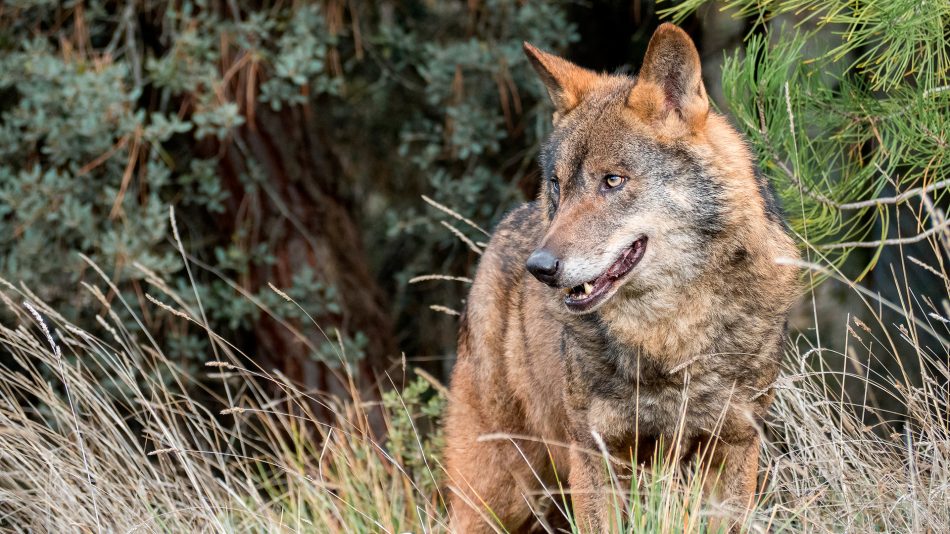 La Plataforma por la recuperación del lobo en Andalucía solicita a Teresa Ribera que exija a la Junta de Andalucía el cumplimiento de la normativa de protección del lobo ibérico