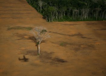 La sociedad civil se moviliza para frenar la deforestación inducida por la importación de soja para la ganadería industrial