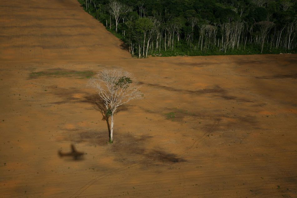 La sociedad civil se moviliza para frenar la deforestación inducida por la importación de soja para la ganadería industrial