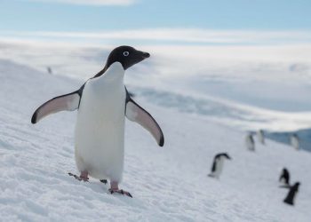 Una expedición de Greenpeace estudia colonias remotas de pingüinos en la Antártida
