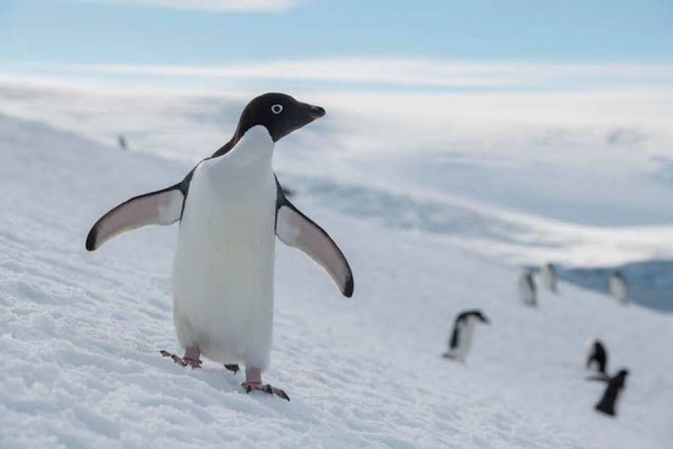 Una expedición de Greenpeace estudia colonias remotas de pingüinos en la Antártida