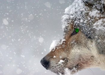 Ecologistas en Acción reclama a Galicia, Castilla y León, Cantabria y Asturias el cumplimiento de la protección del lobo