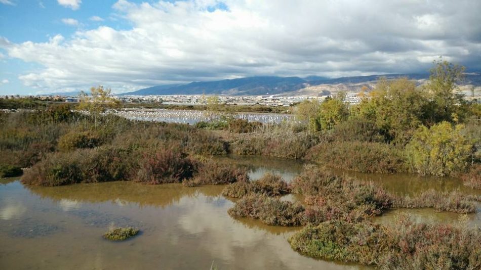 Verdes Equo Almería celebran el Día Mundial de los Humedales con preocupación por su estado de degradación y futuro amenazado