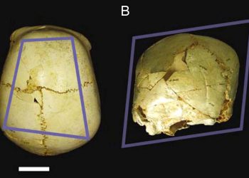 Benjamina, “la más querida”: el fósil de Atapuerca que mostró el paso del afecto al amor