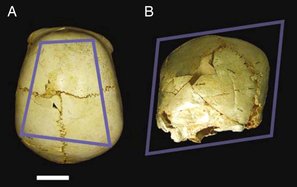 Benjamina, “la más querida”: el fósil de Atapuerca que mostró el paso del afecto al amor