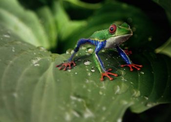 BioGenoma de la Tierra, uno de los proyectos más ambiciosos en la historia de la biología