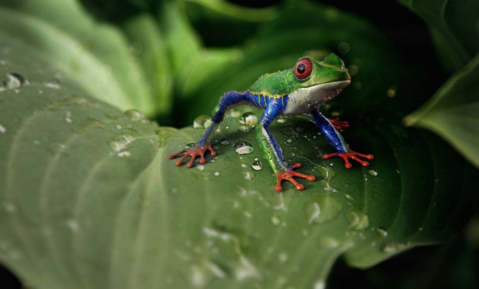 BioGenoma de la Tierra, uno de los proyectos más ambiciosos en la historia de la biología