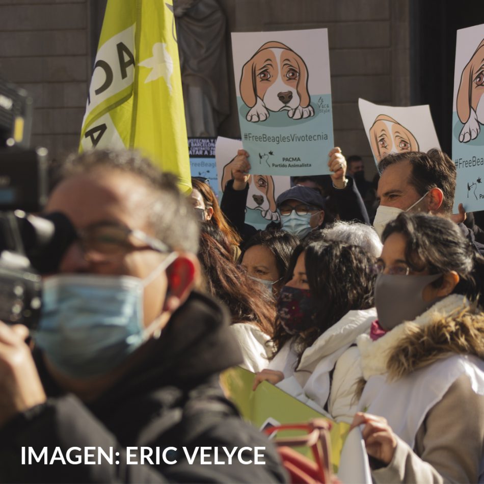 PACMA acusa al Parc Científic de Barcelona de no querer salvar a los beagles de Vivotecnia tras una reunión infructuosa