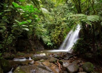 Ecuador promueve la reforestación en una reserva de la biosfera de la UNESCO