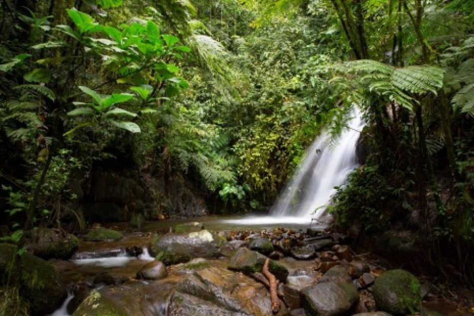 Ecuador promueve la reforestación en una reserva de la biosfera de la UNESCO
