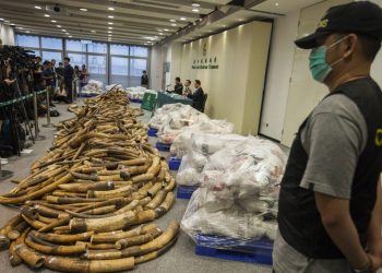 El ADN desvela las tácticas de las redes criminales que trafican con colmillos de elefante
