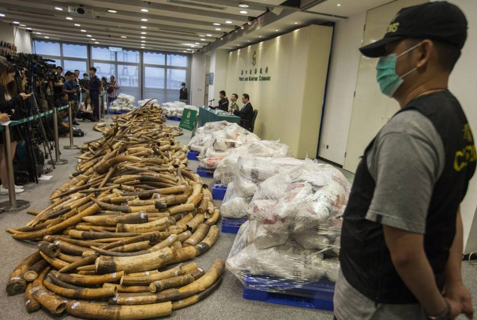 El ADN desvela las tácticas de las redes criminales que trafican con colmillos de elefante