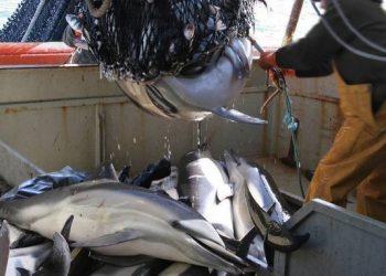 Medio millón de firmas para parar la muerte de delfines en las redes de pesca