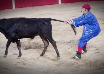 PACMA, sobre la futura ley de bienestar animal: «muchos animales quedarán sin protección»