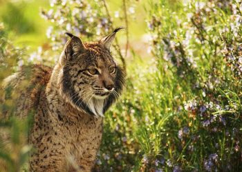 La conservación de la biodiversidad vence a la minería de tierras raras: Castilla-La Mancha logra asentar la mayor población de linces ibéricos de su historia