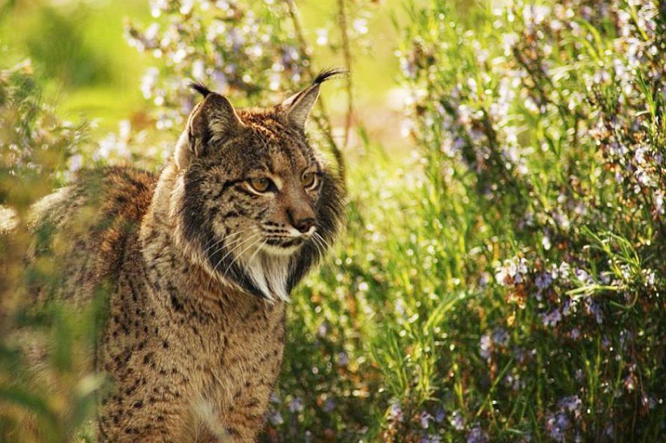 La conservación de la biodiversidad vence a la minería de tierras raras: Castilla-La Mancha logra asentar la mayor población de linces ibéricos de su historia