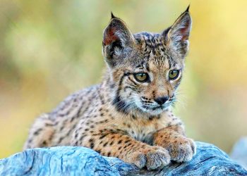 El lince ibérico, la joya felina que planta cara a la minería de tierras raras y convierte a Castilla-La Mancha en referente mundial de la protección de la biodiversidad