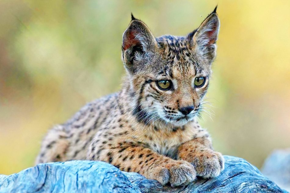 El lince ibérico, la joya felina que planta cara a la minería de tierras raras y convierte a Castilla-La Mancha en referente mundial de la protección de la biodiversidad