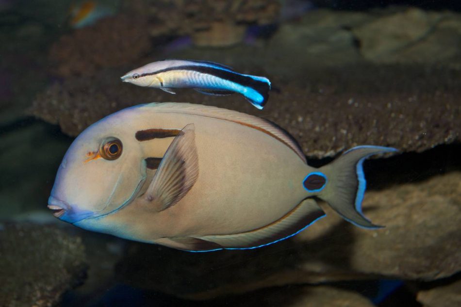 Nuevos experimentos confirman que los peces sí tienen conciencia de sí mismos