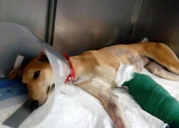 PACMA acusa a los cazadores de provocar accidentes de tráfico durante la temporada de caza