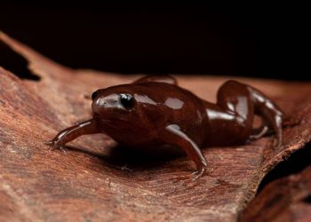 Hallada una nueva rana con nariz de tapir en Perú