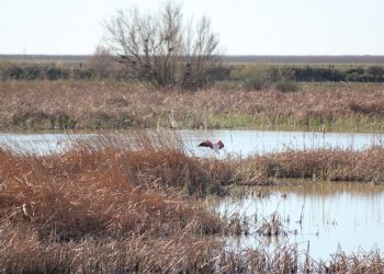 Delgado (Podemos) ve en la modificación de la ley de regadíos de Doñana una “trampa al solitario” y pide su “retirada para siempre”