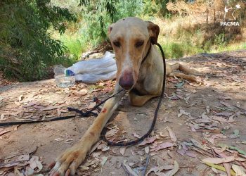 PACMA, sobre el Día Mundial del Galgo: los abandonos se cuentan por miles en España