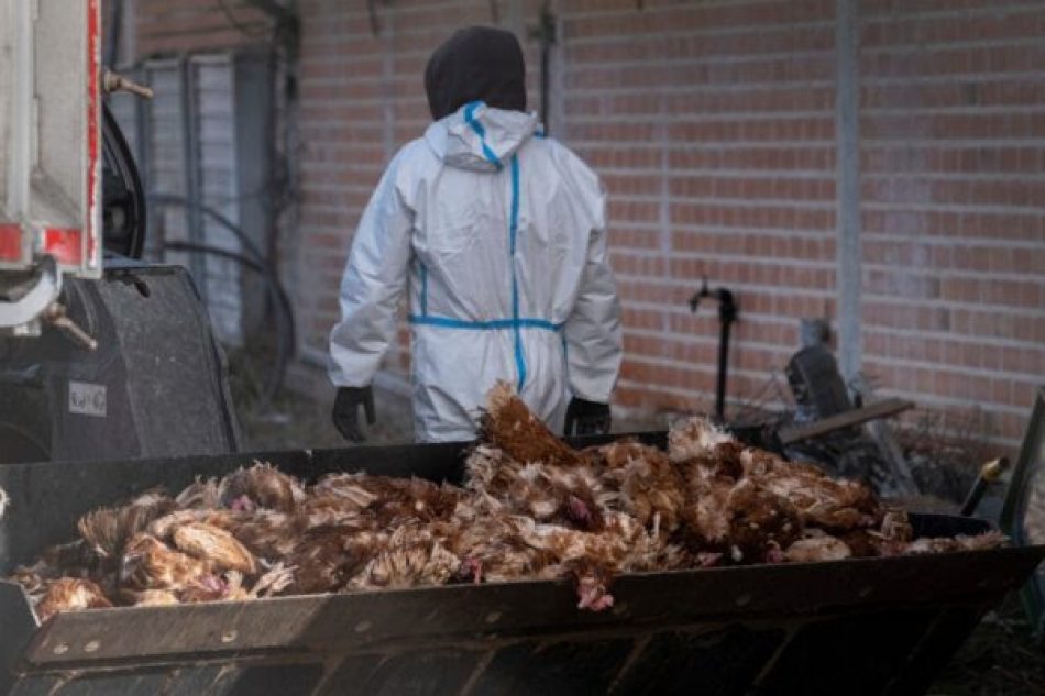 Greenpeace documenta el foco de gripe aviar en Íscar para denunciar que las macrogranjas son una bomba de relojería