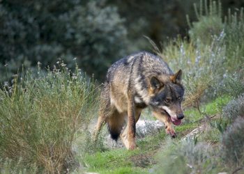 PACMA sale en defensa del lobo ibérico: ellos estaban aquí mucho antes que nosotros; la invasión es a la inversa