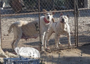 PACMA advierte que el Anteproyecto de Ley de Protección Animal discrimina y no protege a los perros de caza