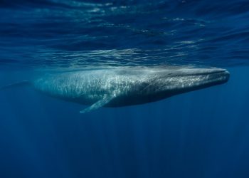 Urge proteger a las ballenas que llegan a territorio mexicano