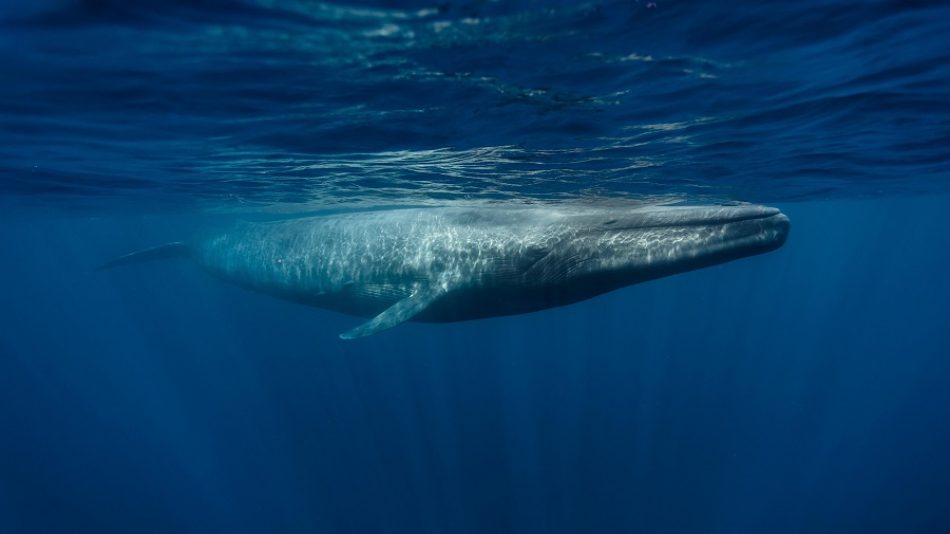 Urge proteger a las ballenas que llegan a territorio mexicano