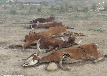 PACMA denuncia el macabro hallazgo de 16 vacas muertas por inanición en Belmez (Córdoba)