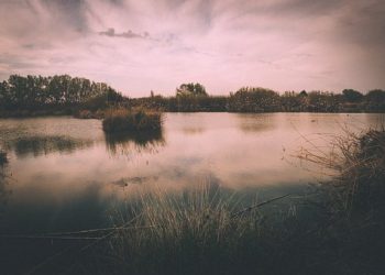 Les zones humides a Catalunya, i especialment el delta del Llobregat, en estat crític per la degradació general de la biodiversitat