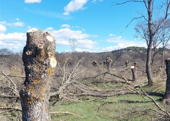 Cortan una fresneda protegida en Villaviciosa de Odón (Parque Regional del curso medio del río Guadarrama)