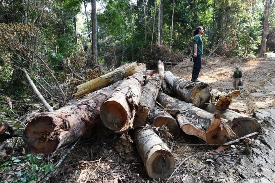 Las organizaciones ecologistas denuncian presión de la industria para debilitar la ley europea contra la deforestación y piden un reglamento ambicioso