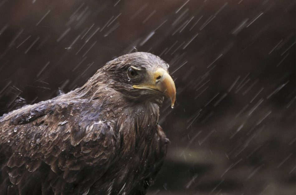 Las aves rapaces de Europa, en declive por envenenarse con la munición de plomo