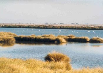 Más de mil científicos firman un manifiesto para alertar sobre el futuro de Doñana