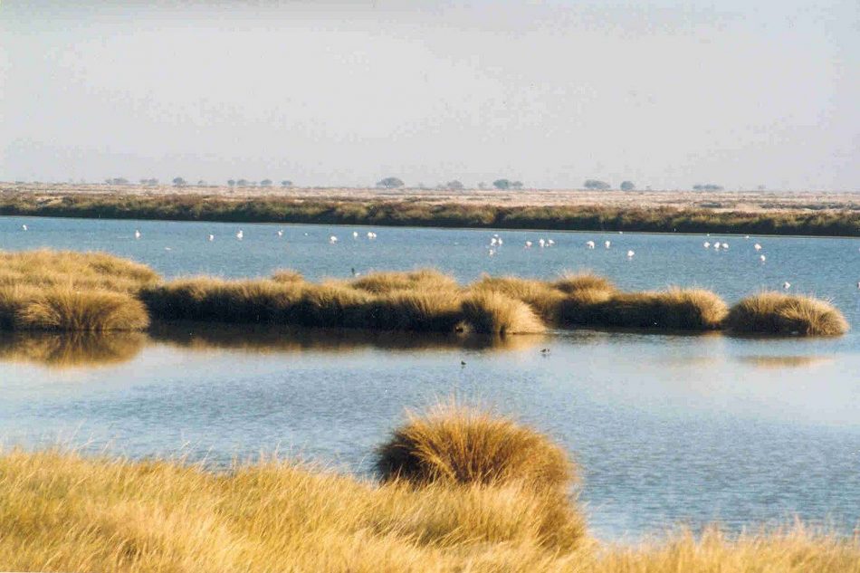 Más de mil científicos firman un manifiesto para alertar sobre el futuro de Doñana