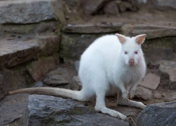 Un fragmento de ADN ‘errante’ provoca albinismo en los ualabíes