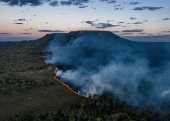 200 organizaciones reclaman al Gobierno español un compromiso inequívoco para combatir la deforestación importada