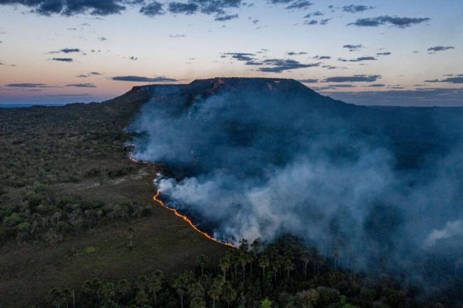 200 organizaciones reclaman al Gobierno español un compromiso inequívoco para combatir la deforestación importada